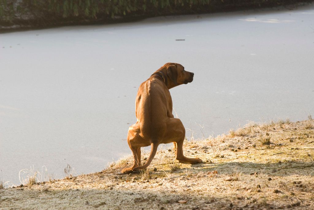 een hond doet een hoopje op een strand