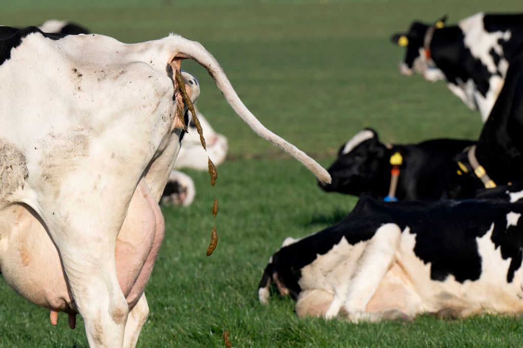 koeien kijken hoe het gaat