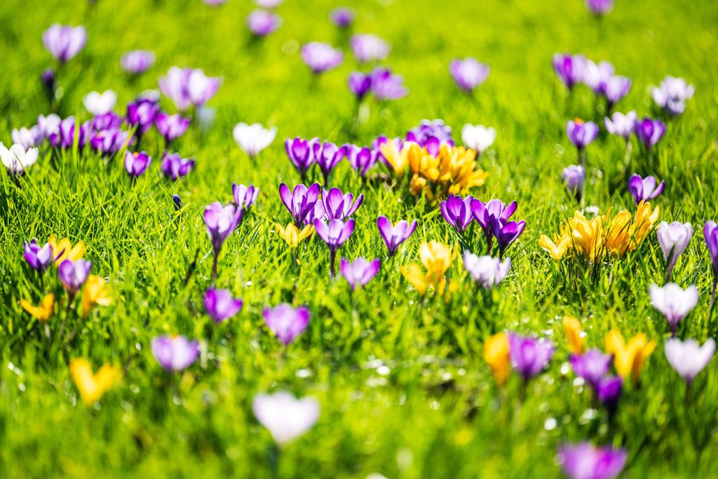 foto van kleurrijke bloemetjes in het gras, de lente symboliserend