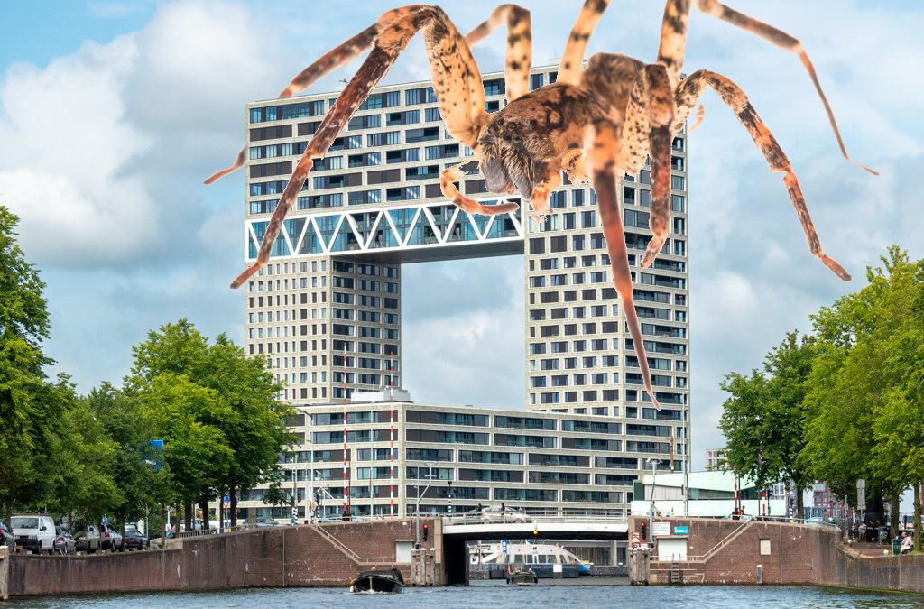 wolfspin op de pontsteiger
