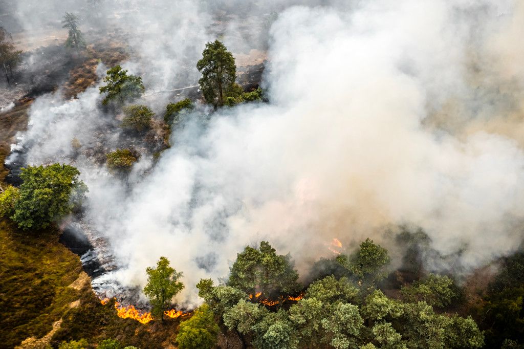Grote bosbrand in Limburg