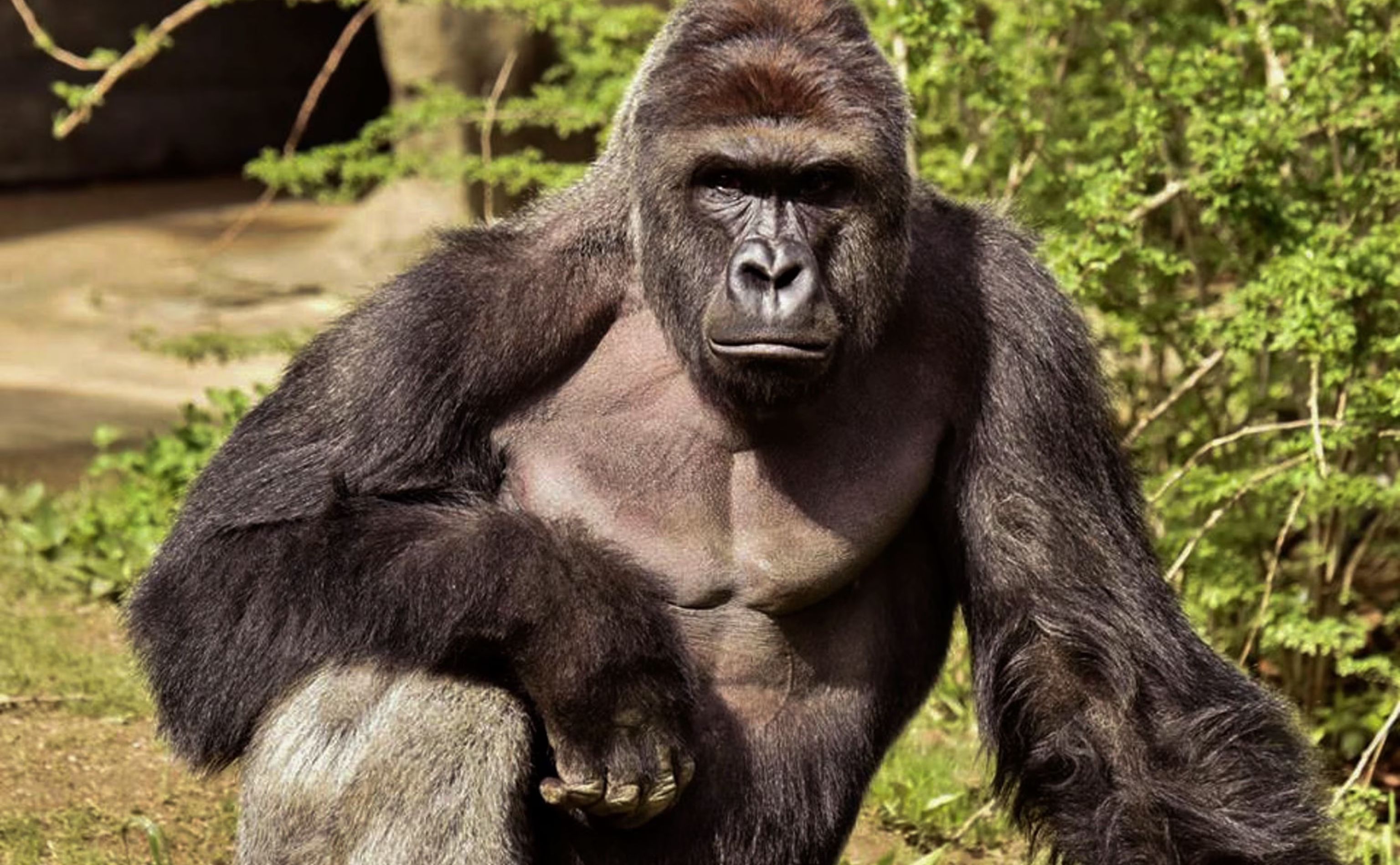 Harambe de gorilla