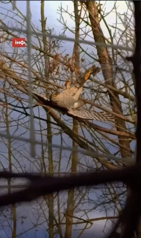 een sperwer zit vast in een glasvezelkabel