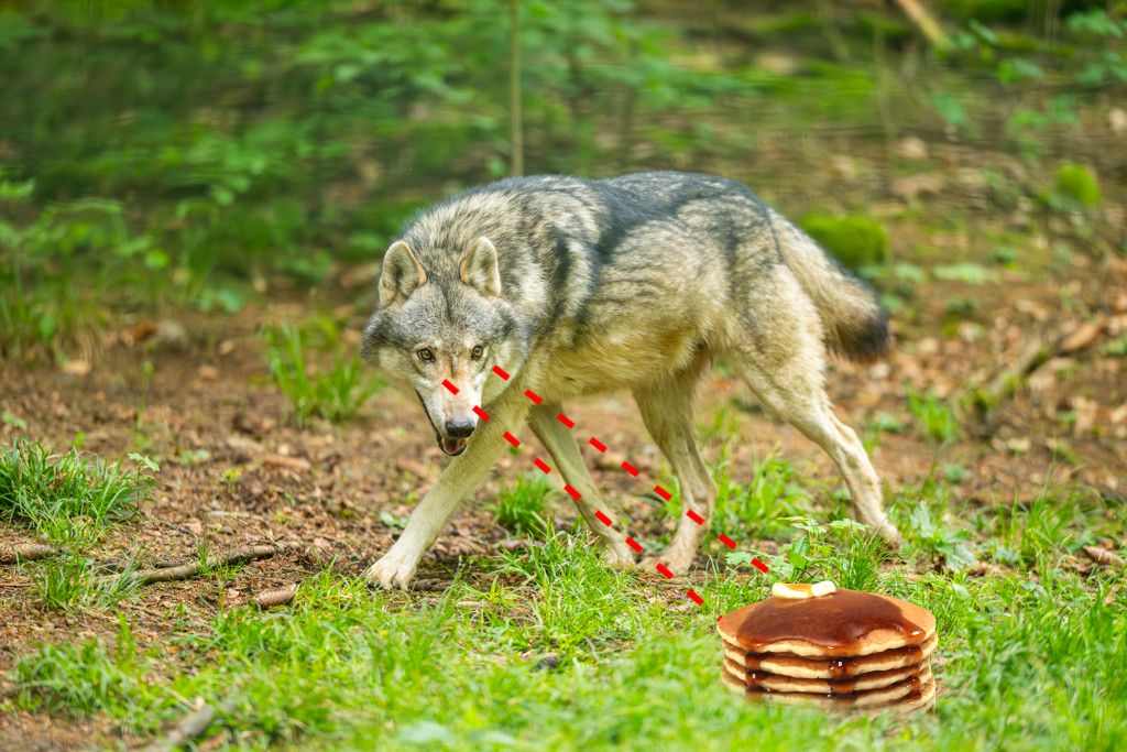 wolf pannekoeken voeren